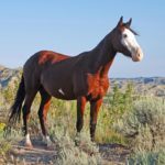 Мусанги – фото, описание, ареал, рацион, враги, популяция