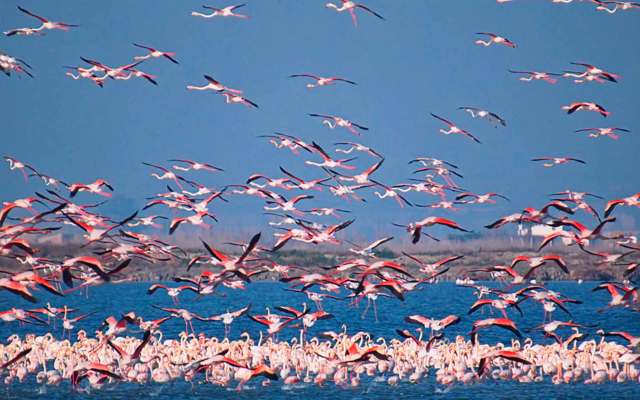 Мусанги – фото, описание, ареал, рацион, враги, популяция