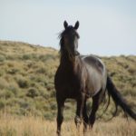 Мусанги – фото, описание, ареал, рацион, враги, популяция