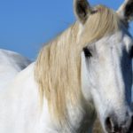 Мусанги – фото, описание, ареал, рацион, враги, популяция