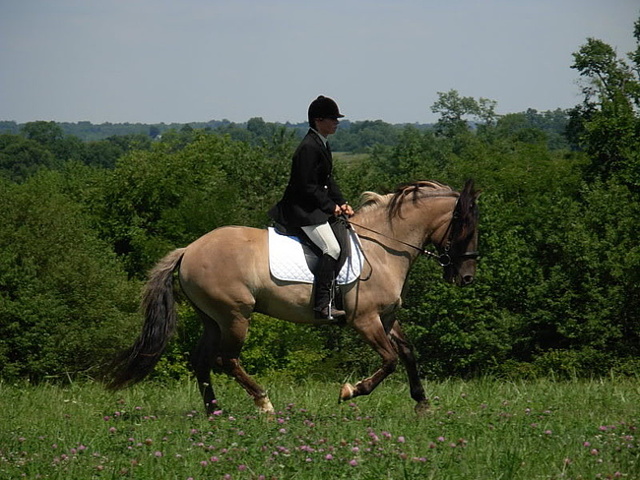 Мусанги – фото, описание, ареал, рацион, враги, популяция