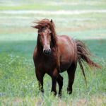 Мусанги – фото, описание, ареал, рацион, враги, популяция