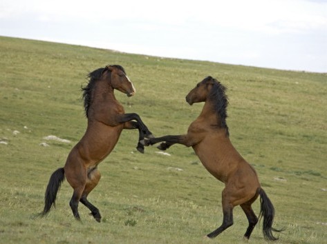 Мусанги – фото, описание, ареал, рацион, враги, популяция