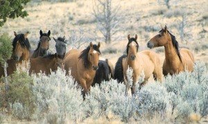 Мусанги – фото, описание, ареал, рацион, враги, популяция