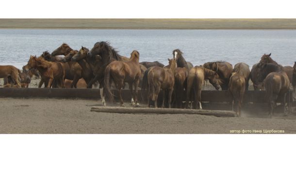Мустанги – фото, описание, ареал, рацион, враги, популяция
