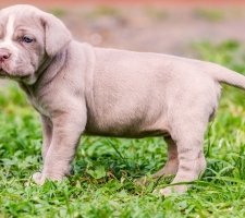 Неаполитанский мастиф: фото, описание, характер, содержание, отзывы