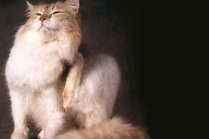 Невская маскарадная кошка: фото, описание, характер, содержание, отзывы