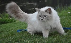 Невская маскарадная кошка: фото, описание, характер, содержание, отзывы