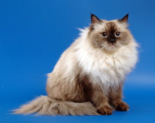 Невская маскарадная кошка: фото, описание, характер, содержание, отзывы
