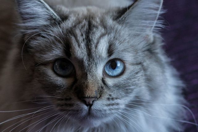 Невская маскарадная кошка: фото, описание, характер, содержание, отзывы