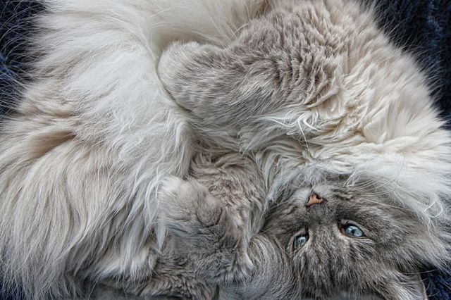 Невская маскарадная кошка: фото, описание, характер, содержание, отзывы