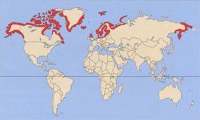 Обыкновенная гага – фото, описание, ареал, питание, размножение