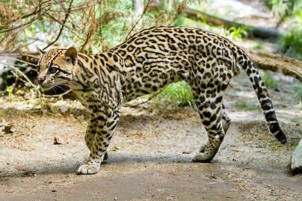 Оцелот – фото, описание, ареал, питание, содержание
