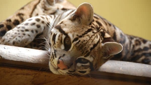 Оцелот – фото, описание, ареал, питание, содержание