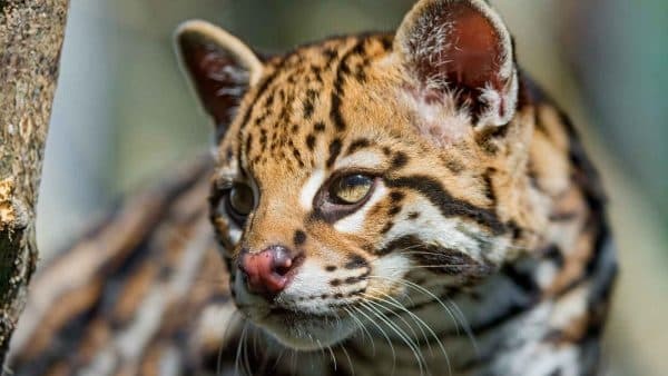 Оцелот – фото, описание, ареал, питание, содержание