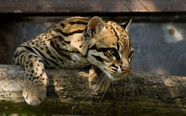 Оцелот – фото, описание, ареал, питание, содержание