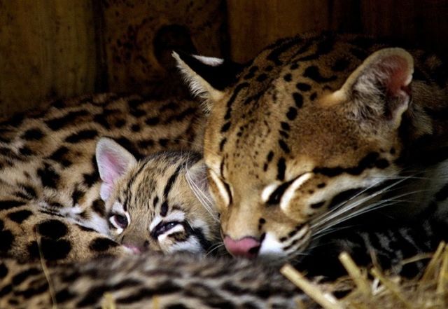 Оцелот – фото, описание, ареал, питание, содержание