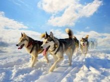 Окрасы хаски – классификация, список породных окрасов