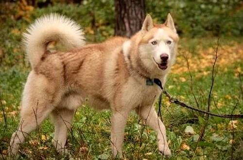Окрасы хаски – классификация, список породных окрасов