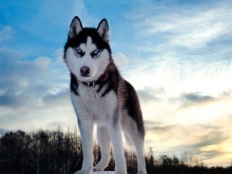 Окрасы хаски – классификация, список породных окрасов