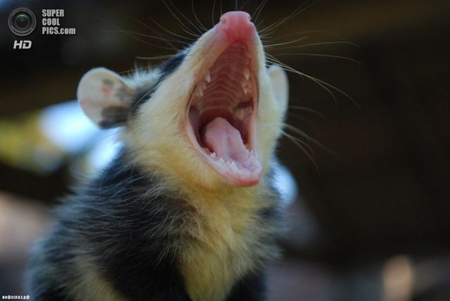 Опоссум – фото, виды, описание, ареал обитания, питание, размножение