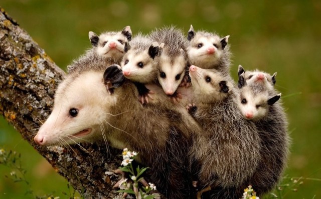 Опоссум – фото, виды, описание, ареал обитания, питание, размножение