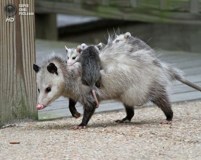 Опоссум – фото, виды, описание, ареал обитания, питание, размножение