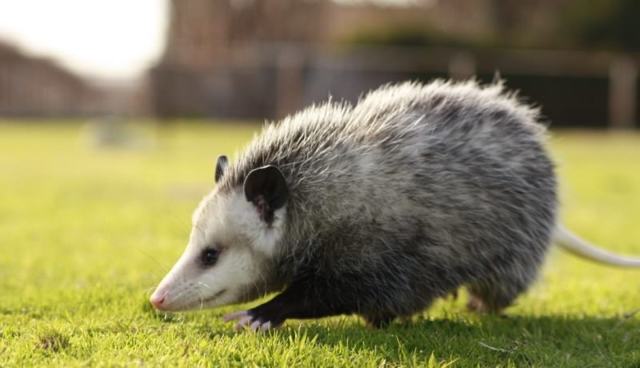 Опоссум – фото, виды, описание, ареал обитания, питание, размножение