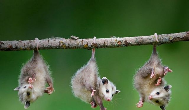 Опоссум – фото, виды, описание, ареал обитания, питание, размножение