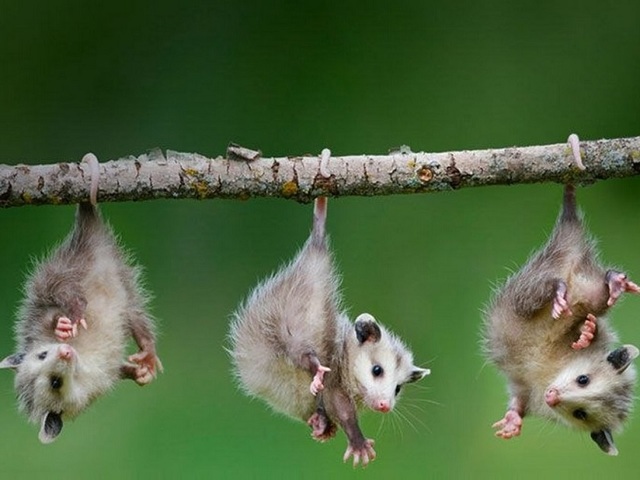 Опоссум – фото, виды, описание, ареал обитания, питание, размножение