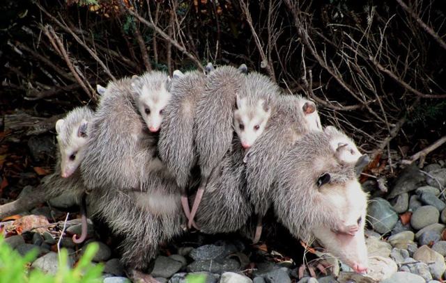 Опоссум – фото, виды, описание, ареал обитания, питание, размножение