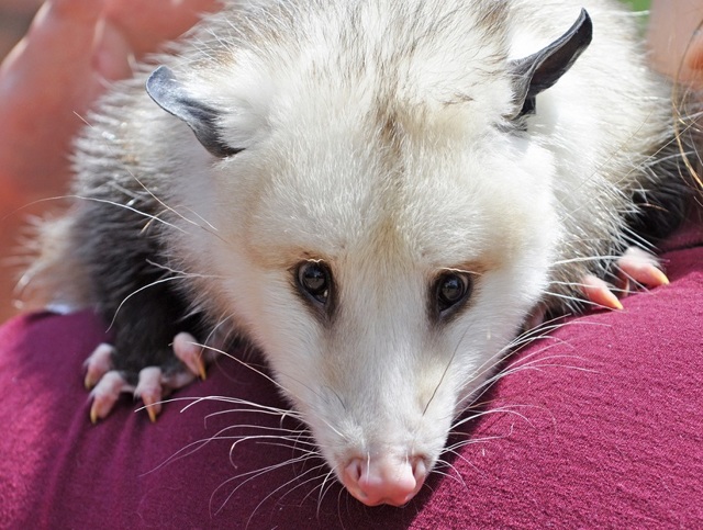 Опоссум – фото, виды, описание, ареал обитания, питание, размножение