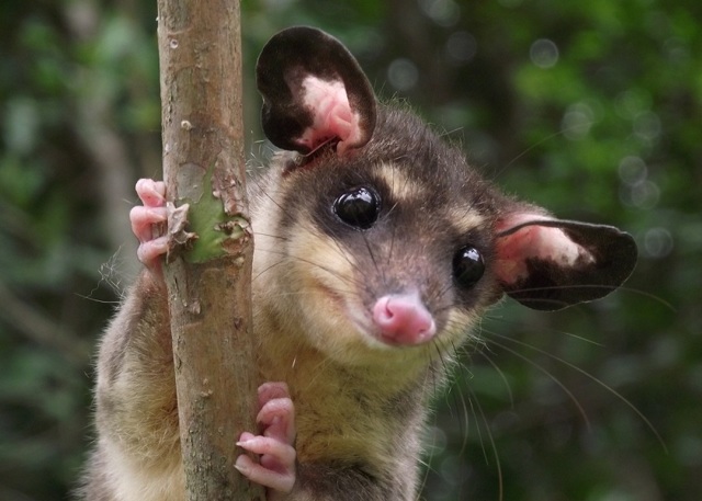 Опоссум – фото, виды, описание, ареал обитания, питание, размножение