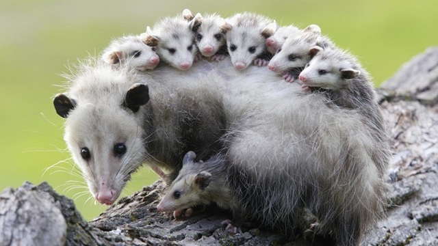 Опоссум – фото, виды, описание, ареал обитания, питание, размножение