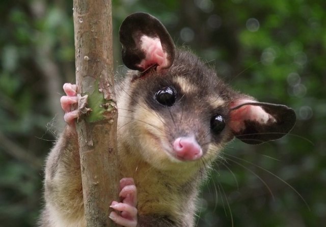 Опоссум – фото, виды, описание, ареал обитания, питание, размножение
