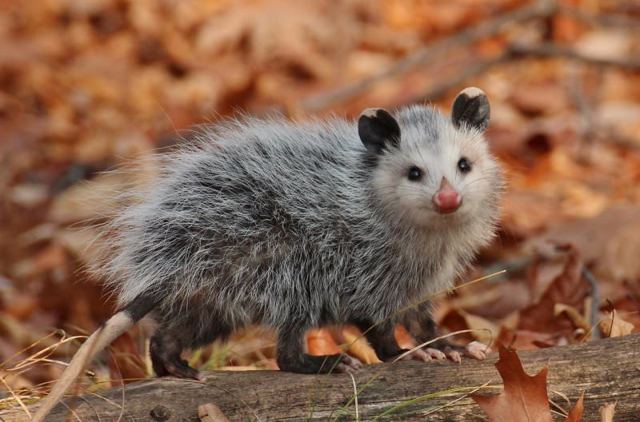 Опоссум – фото, виды, описание, ареал обитания, питание, размножение