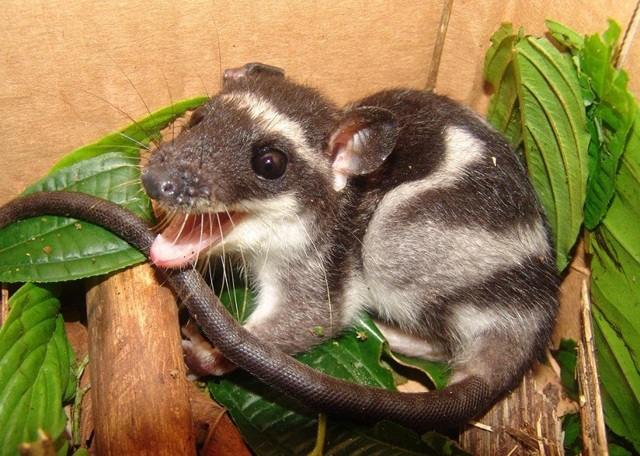 Опоссум – фото, виды, описание, ареал обитания, питание, размножение