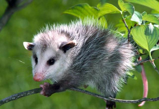 Опоссум – фото, виды, описание, ареал обитания, питание, размножение