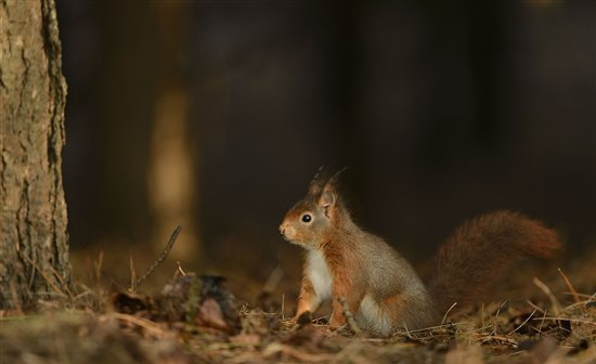 Опоссум – фото, виды, описание, ареал обитания, питание, размножение