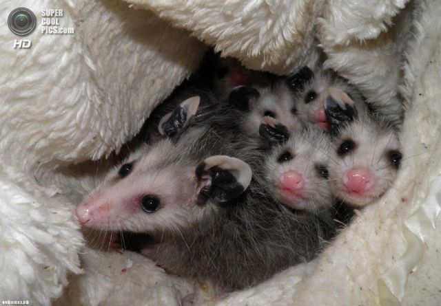 Опоссум – фото, виды, описание, ареал обитания, питание, размножение