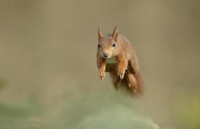 Опоссум – фото, виды, описание, ареал обитания, питание, размножение