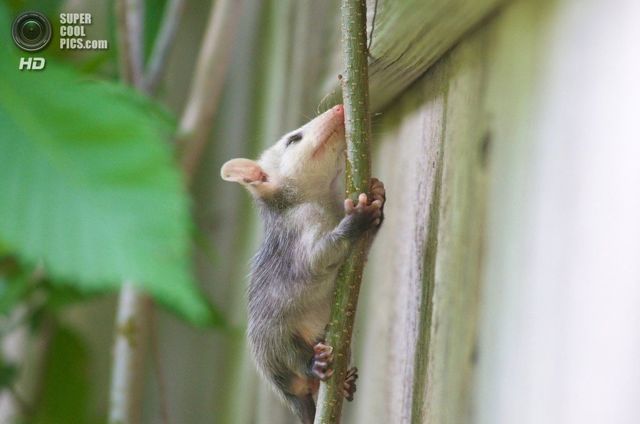 Опоссум – фото, виды, описание, ареал обитания, питание, размножение