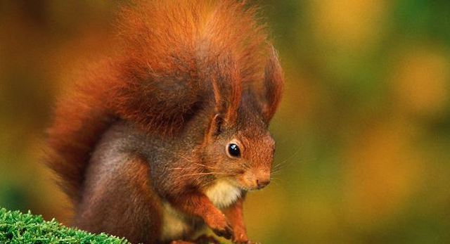 Опоссум – фото, виды, описание, ареал обитания, питание, размножение