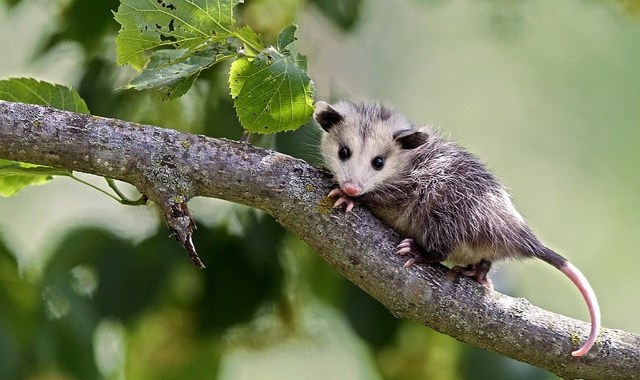Опоссум – фото, виды, описание, ареал обитания, питание, размножение