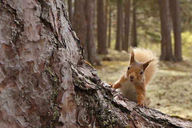 Опоссум – фото, виды, описание, ареал обитания, питание, размножение