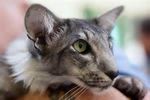 Ориентальная кошка: фото, описание, характер, содержание, отзывы