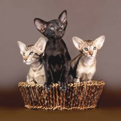Ориентальная кошка: фото, описание, характер, содержание, отзывы