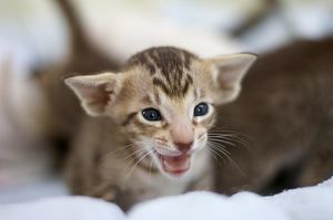 Ориентальная кошка: фото, описание, характер, содержание, отзывы