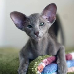 Ориентальная кошка: фото, описание, характер, содержание, отзывы
