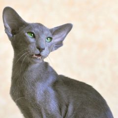 Ориентальная кошка: фото, описание, характер, содержание, отзывы